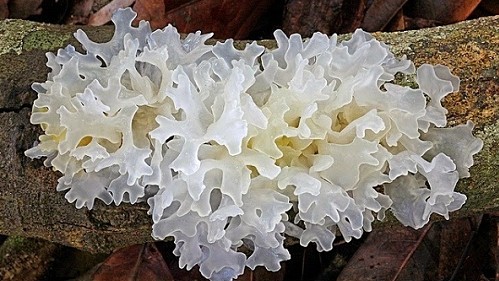 3 thực phẩm được mệnh danh là "tổ yến của người nghèo", nhưng nhiều người lại xem như rác vứt đi