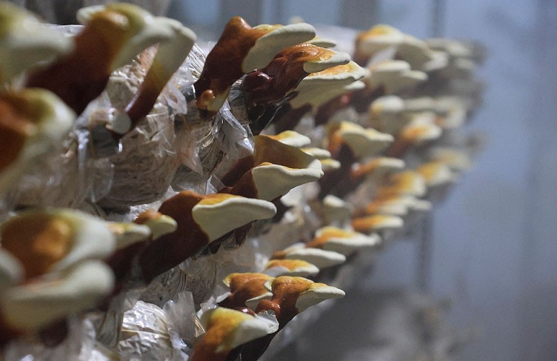 Hiện quy trình sản xuất nấm linh chi đỏ đã chuyển giao cho các hộ dân để giúp họ phát triển kinh tế.