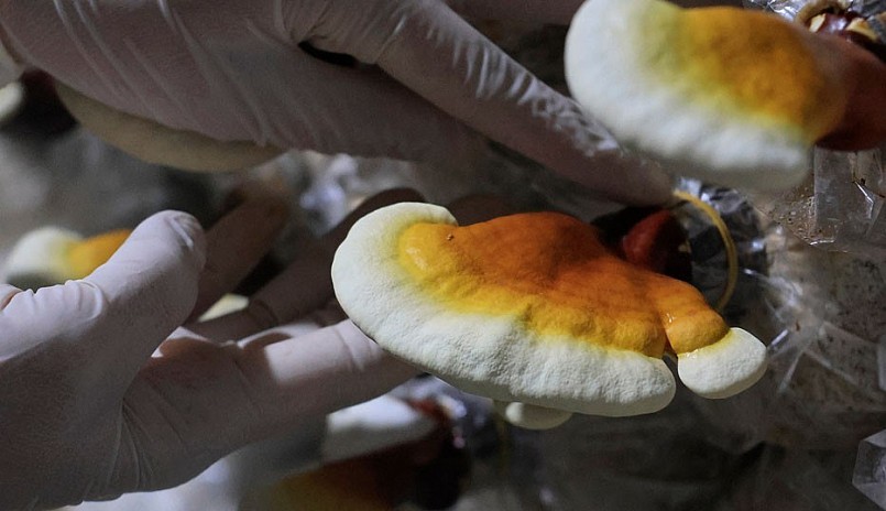 Nấm hồng chi - linh chi đỏ tươi có màu sắc rất đẹp.