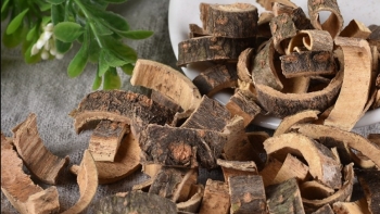 Tác dụng hữu ích của hợp hoan bì