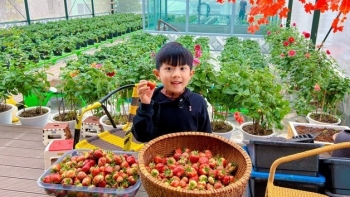 Nữ giám đốc mê làm vườn biến sân thượng thành khu vườn trên mây bốn mùa hoa trái