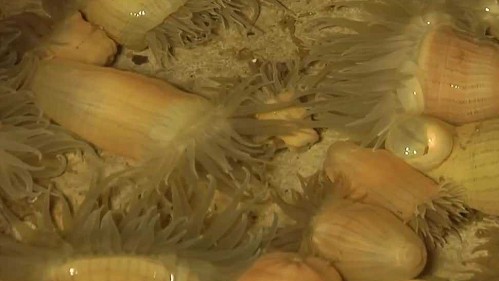 Loài hải sản xưa ít người biết, giờ thành đặc sản được ví như "thần dược" nhiều người săn lùng