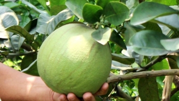 Trồng bưởi da xanh chỉ chọn trái đẹp bán khách VIP thờ cúng, lão nông thu 2 tỷ đồng/năm