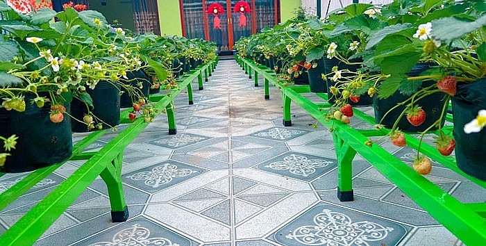 Dâu tây chín đỏ vườn, gia đình, bạn bè và nhân viên công ty thường lên vườn hái thưởng thức.