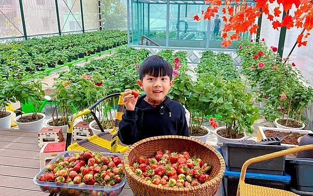  Dâu tây thu hoạch được, ngoài dành cho gia đình thưởng thức, chị chọn lọc bán ra thị trường, có thêm tiền mua phân, giống trồng cây.