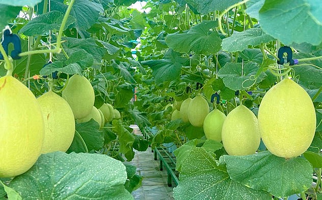 Hơn 400 chậu dưa được trồng trong túi nilon PE hai lớp trắng đen.