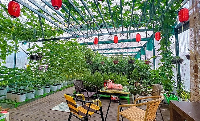 vợ chồng chị Đợi quyết định cải tạo sân thượng trở thành “khu vườn trên mây”.