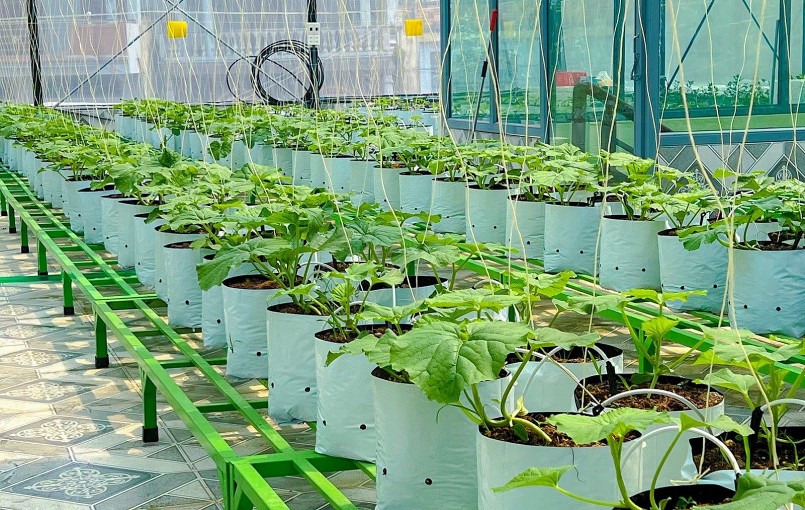 Chị cũng lắp đặt hệ thống tưới nước nhỏ giọt để đảm bảo lượng nước phù hợp và giảm thời gian chăm sóc.