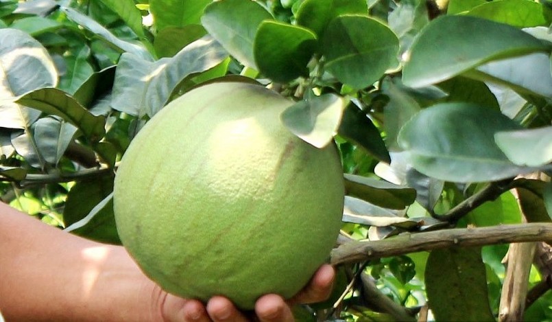 Những trái bưởi da xanh VIP được chọn lựa từ khi còn non để phục vụ thị trường thờ cúng.