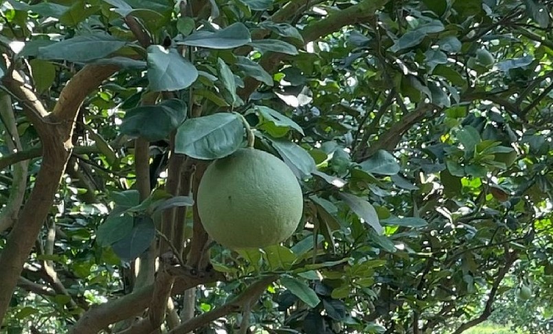 Bưởi da xanh OCOP phục vụ thờ cúng giúp ông Tứ thu lợi nhuận mỗi năm khoảng 2 tỷ đồng.