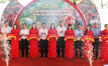 Bắc Giang xúc tiến tiêu thụ vải thiều chín sớm Tân Yên