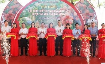 Bắc Giang xúc tiến tiêu thụ vải thiều chín sớm Tân Yên