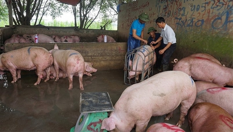 Giá heo hơi hôm nay (31/5) duy trì ở mức có lợi nhuận nhưng hộ chăn nuôi nhỏ lẻ vẫn lo ngại khi tính phương án tái đàn.