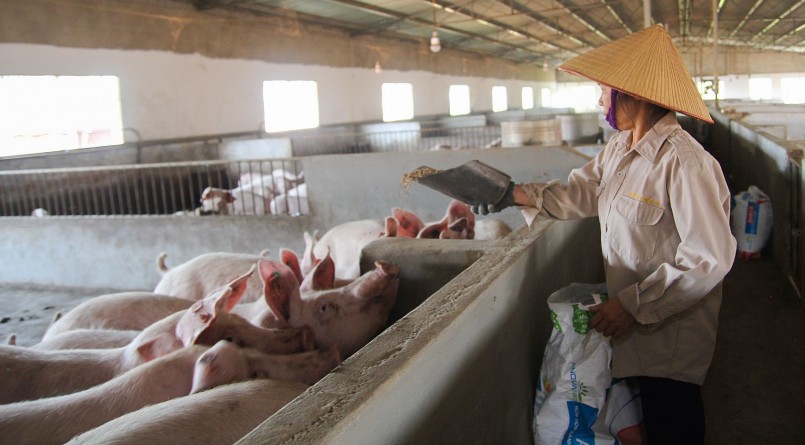 Giá heo hơi hôm nay (31/5), ít biến động khi chững lại ở đỉnh 60.000 đồng/kg. 