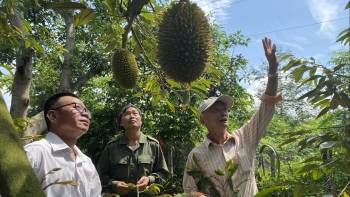 Sầu riêng trước nguy cơ dồn ứ từ cửa khẩu tới chợ, lại nóng chuyện ồ ạt trồng - chặt mất kiểm soát
