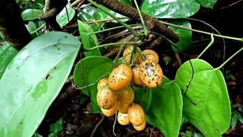 Tác dụng hữu ích của cây vàng đắng