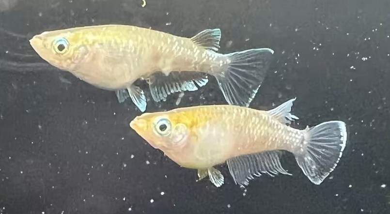 Những người chơi cá cảnh Nhật Bản khám phá ra những điều đặc biệt từ cá gạo.