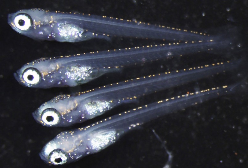 Giá của các loại cá gạo lai tạo rất khác nhau tùy thuộc vào sự khác biệt về hình dạng hoặc độ hiếm. 