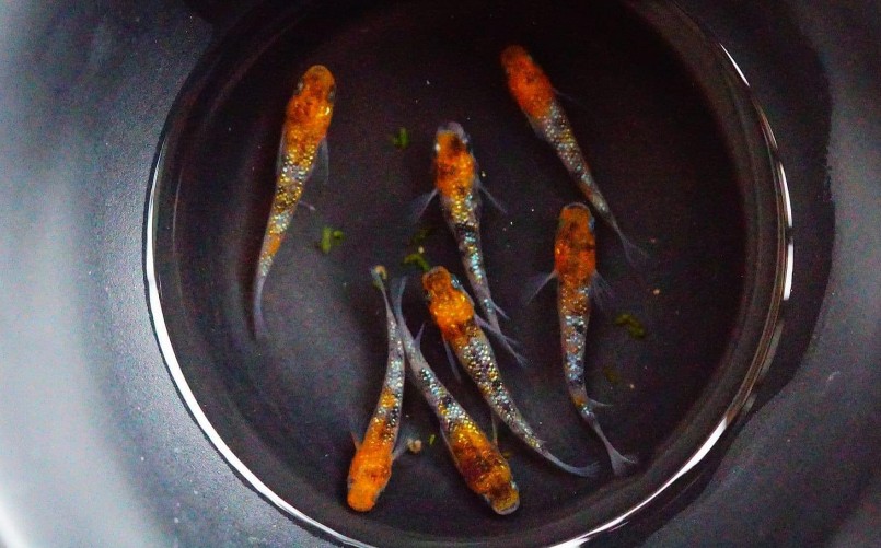 Người nuôi cá gạo có thể thể lai tạo nhiều màu sắc khác nhau mà họ mong muốn.