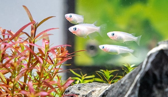 Loài cá gạo bé nhỏ nhưng mạnh mẽ khơi gợi tinh thần vươn lên trong gian khó.