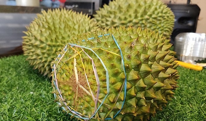 Sầu riêng ngon nhất thế giới Musang king giá giảm chưa từng có.