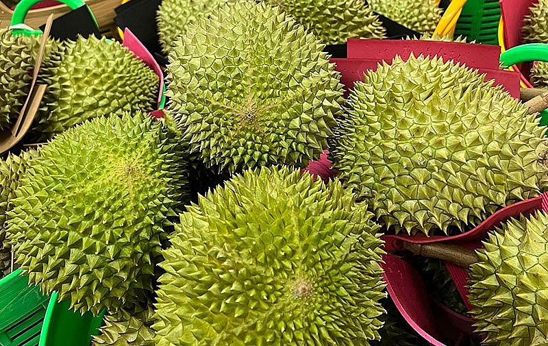 Các loại sầu riêng ở miền Tây đang vào vụ thu hoạch rộ, trong đó có cả Musang King nên giá giảm mạnh.