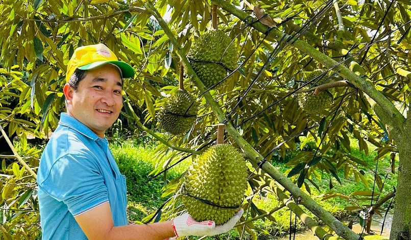 Sầu riêng Musang King được trồng thành công tại Cần Thơ.