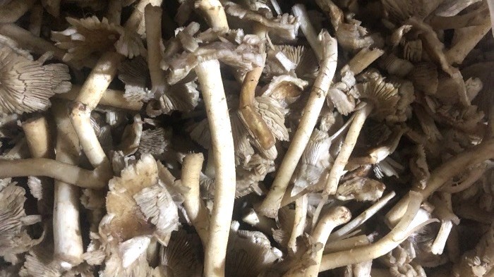 Loại nấm mà sau khi ăn 15 người ở xã Sơn Điền, huyện Di Linh bị ngộ độc phải cấp cứu ngày 26/5 vừa qua.