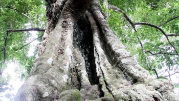 Cây thị trên 700 năm gắn với truyền thuyết Lê Lợi đánh đuổi giặc Minh trở thành Cây di sản