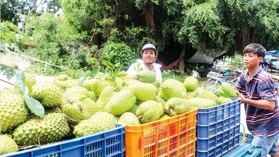 Bắt trend “trà mãng cầu”, mãng cầu xiêm tăng giá vù vù