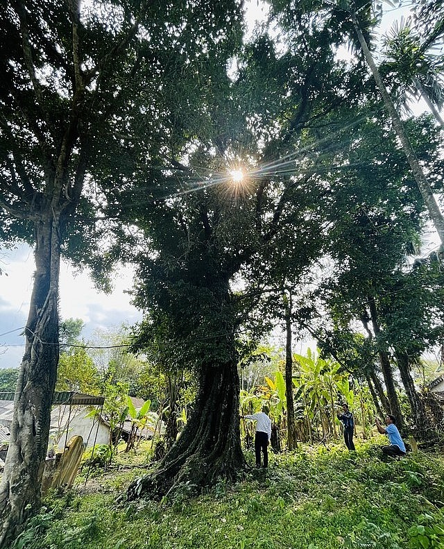 Cây thị cổ thụ hơn 700 tuổi ở xã Kim Hoa.