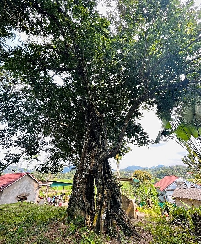 Cây thị cổ thụ hơn 700 tuổi gắn với truyền thuyết về vua Lê Lợi đuổi đánh giặc Minh.