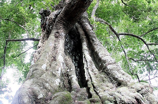 Cây thị cổ thụ trên 700 năm tuổi vẫn lừng lững như một chứng tích lịch sử.