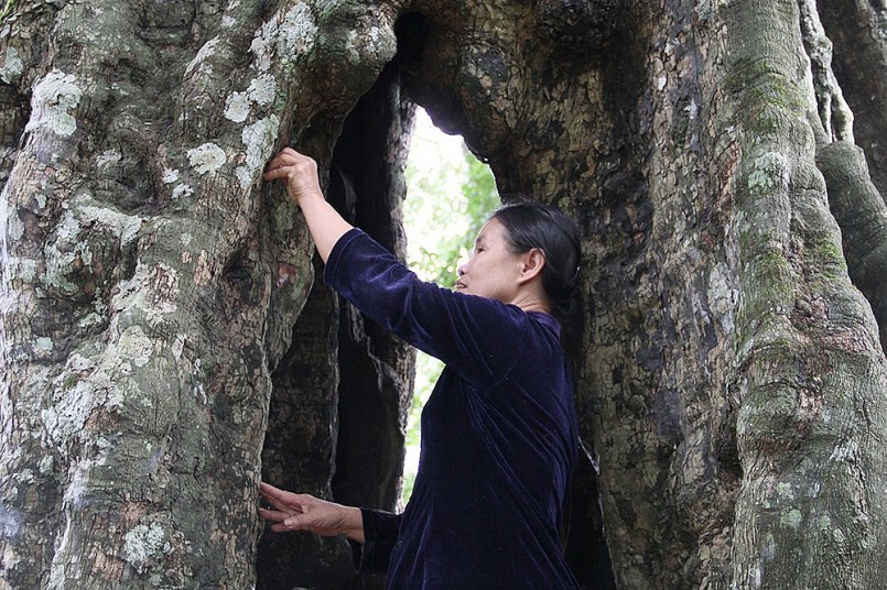 Người dân bảo vệ cây thị và kể cho con cháu nghe về truyền thuyết vua Lê Lợi để giáo dục truyền thống.