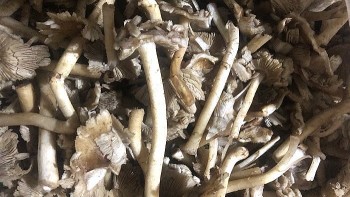 Lâm Đồng yêu cầu tăng cường công tác đảm bảo an toàn thực phẩm sau những vụ ngộ độc