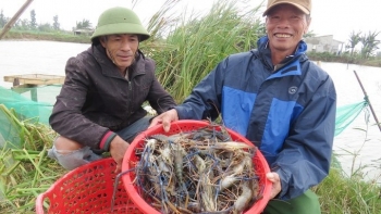 Biến ruộng lúa bấp bênh thành khu nuôi tôm, bí quyết để nông dân thu lãi hàng trăm triệu đồng mỗi vụ