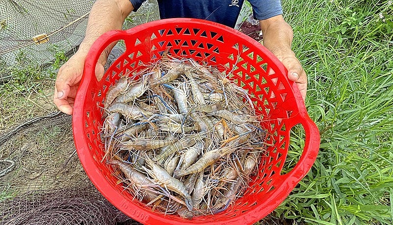 Nuôi tôm càng xanh trên ruộng lúa cho hiệu  quả cao vì tôm dễ nuôi, ít dịch bệnh.