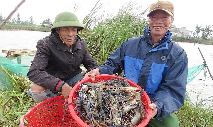 Người dân ở huyện Bố Trạch thu hoạch tôm tại mô hình nuôi tôm càng xanh toàn đực năm 2022.