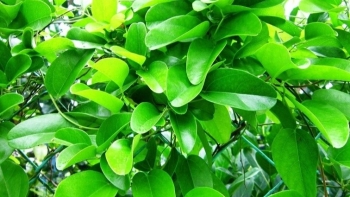 Công dụng tuyệt vời của lá sương sâm đối với sức khoẻ