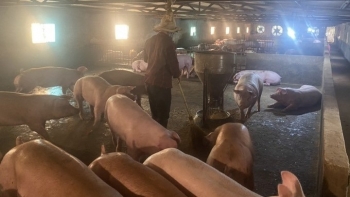 Bí quyết giữ đàn lợn vượt qua thua lỗ giờ thành hàng hiếm nhờ nuôi chạch, ngỗng, gà đặc sản