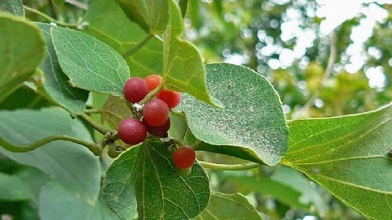 Sương sâm có lông này được phủ một lớp lông dày ở mặt dưới của lá