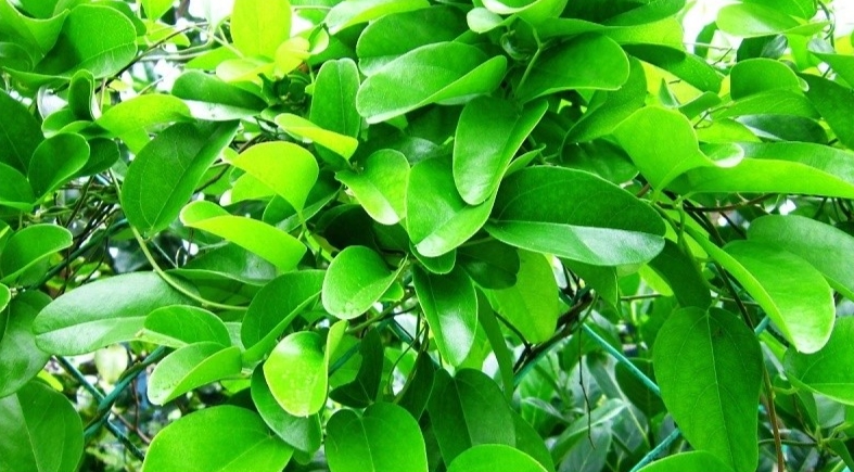 Lá sương sâm có tên khoa học là Tiliacora triandra