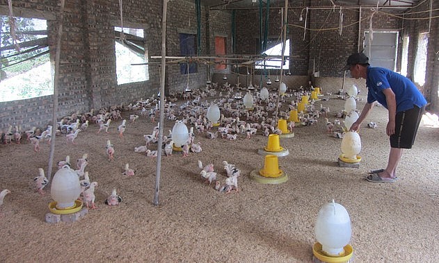 Trại gà Đông Tảo được tuyển hàng đẹp từ còn nhỏ để nuôi thương phẩm làm quà biếu.