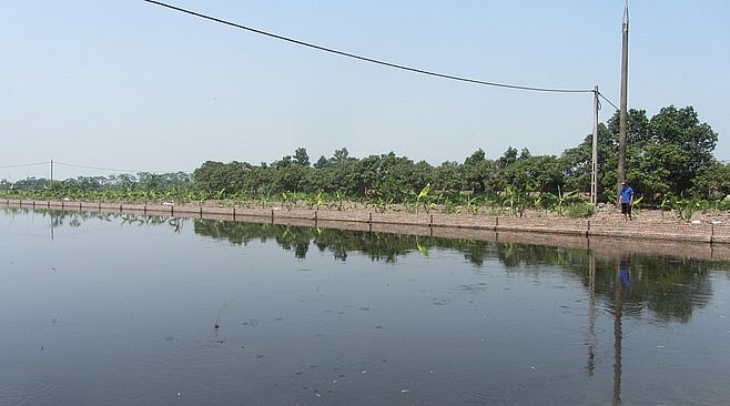 Một góc khu ao nuôi chạch đồng, cá rô đồng, cá rô đầu vuông cũng đem lại lợi nhuận cao.