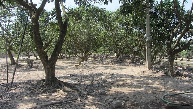 Đàn ngỗng sử tử vừa đem lại lợi nhuận lại là chiếc máy cắt cỏ tự động giúp giảm nhân công dọn vườn.