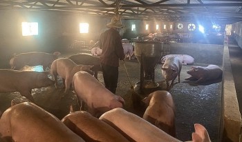 Bí quyết giữ đàn lợn vượt qua thua lỗ giờ thành hàng hiếm nhờ nuôi chạch, ngỗng, gà đặc sản