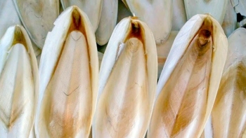 Công dụng hữu ích từ bộ phận bỏ đi của con mực