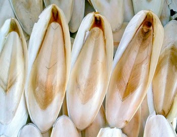 Công dụng hữu ích từ bộ phận bỏ đi của con mực