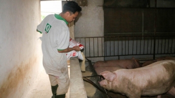 Giá heo hơi hôm nay 01/6: Giảm đột ngột tới 2.000 đồng/kg, khó giữ mức 60 dù dự báo giá heo tiếp tục khởi sắc