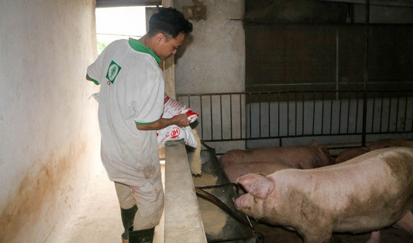 Giá heo hơi hôm nay (01/6), giảm đột ngột trên diện rộng từ 1.000 đến 2.000 đồng/kg. Giá heo hơi hôm nay (01/6), giảm đột ngột trên diện rộng từ 1.000 đến 2.000 đồng/kg.